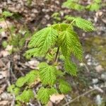 Acer spicatum leaf picture by Robin Desbois (cc-by-sa)