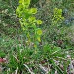 Euphorbia amygdaloides habit picture by Giode Tonpino (cc-by-sa)