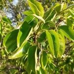 Pyrus bourgaeana leaf picture by Prieta Javier (cc-by-sa)