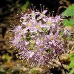 Allium stellatum flower picture by K O (cc-by-sa)