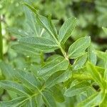 Cardamine amara leaf picture by Francois Mansour (cc-by-sa)