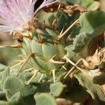 Centaurea senegalensis flower picture by Sylvain Piry (cc-by-sa)