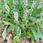 Lupinus diffusus habit picture by Alex H (cc-by-sa)