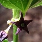 Vincetoxicum nigrum flower picture by Antoine AFFOUARD (cc-by-sa)