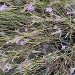 Dianthus lusitanus habit picture by Acosta García Isabel (cc-by-sa)