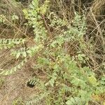 Sclerocarya birrea leaf picture by Ibrahima GUEYE (cc-by-sa)