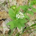 Comandra umbellata flower picture by Ryan Heaney (cc-by-sa)