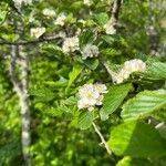 Crataegus punctata flower picture by Joel Hicks (cc-by-sa)