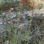 Rumex acetosella habit picture by Samuelina (cc-by-sa)