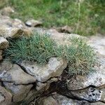 Festuca glacialis habit picture by Alain Bigou (cc-by-sa)