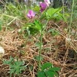 Lathyrus linifolius habit picture by cirse (cc-by-sa)