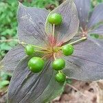 Medeola virginiana fruit picture by Justin Welch (cc-by-sa)