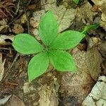 Isotria medeoloides leaf picture by Sammi Thomas (cc-by-sa)