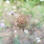 Scabiosa atropurpurea fruit picture by Olivier Brosseau (cc-by-sa)