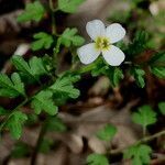 Cardamine graeca flower picture by Frédéric Dupont (cc-by-sa)