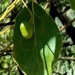 Cinnamomum glanduliferum fruit picture by Trap Hers (cc-by-sa)