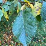 Ulmus glabra habit picture by pascal villebeuf (cc-by-sa)