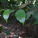 Pouchetia africana leaf picture by Maarten Vanhove (cc-by-sa)