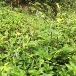 Salvia costaricensis habit picture by Manuel Zumbado (cc-by-sa)