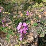 Desmodium canadense flower picture by Heffner Laura (cc-by-sa)