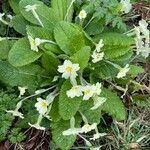 Primula vulgaris habit picture by David Hocken (cc-by-sa)