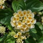 Lantana canescens flower picture by Makoto Makoto (cc-by-sa)