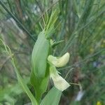 Lathyrus ochrus flower picture by SanSan B (cc-by-sa)