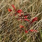 Crocosmia paniculata flower picture by David Hocken (cc-by-sa)