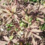 Paeonia mascula leaf picture by Valentin Henry (cc-by-sa)