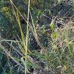 Calamagrostis viridiflavescens habit picture by Trap Hers (cc-by-sa)