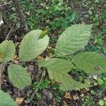 Ostrya virginiana leaf picture by Stacie Bailey (cc-by-sa)