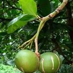 Ochrosia oppositifolia fruit picture by Daniel Barthelemy (cc-by-sa)