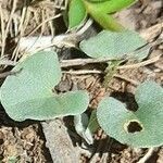 Dichondra sericea leaf picture by Trap Hers (cc-by-sa)