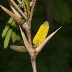 Vachellia cornigera flower picture by Nelson Zamora Villalobos (cc-by-nc)