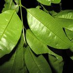 Myrcia amazonica leaf picture by Jean-François Molino (cc-by-sa)