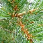 Pinus parviflora leaf picture by Kenneth Parker (cc-by-sa)