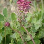 Fumaria densiflora habit picture by Sylvain Piry (cc-by-sa)