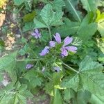 Malva multiflora flower picture by cem bahar (cc-by-sa)