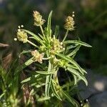 Plantago afra flower picture by Denis Bastianelli (cc-by-sa)