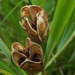 Iris sibirica fruit picture by Alexander Baransky (cc-by-sa)