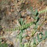 Hippocrepis ciliata habit picture by Llandrich anna (cc-by-sa)