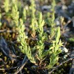 Lysimachia linum-stellatum habit picture by Sylvain Piry (cc-by-sa)