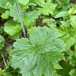 Primula matthioli leaf picture by Krampl Tomáš (cc-by-sa)