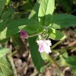 Epilobium parviflorum flower picture by Barry Cornelius (cc-by-sa)