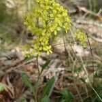 Biscutella laevigata habit picture by Manuëlle (cc-by-sa)