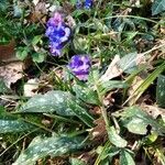 Pulmonaria affinis habit picture by Jean-Louis ESPURT (cc-by-sa)