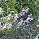 Matthiola fruticulosa habit picture by francois tissot (cc-by-sa)