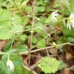 Stellaria graminea habit picture by Alain Haye (cc-by-sa)