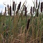 Typha latifolia leaf picture by gg yulian (cc-by-sa)