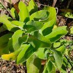 Digitalis thapsi leaf picture by Prieto Jose Gregorio (cc-by-sa)